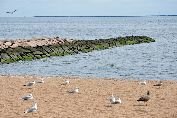 birds at New Haven Harbor beachfront